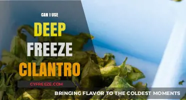 Deep Freeze Cilantro: Preserving Freshness and Flavor Made Easy
