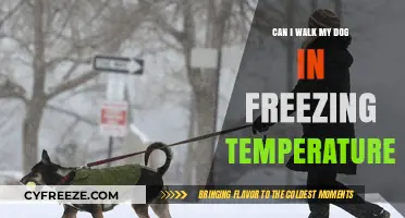 Walking Your Dog in Freezing Temps: Safety Tips and Precautions