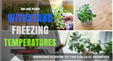 Can Jade Plants Survive Frost? Freezing Temperature Tolerance Explained