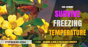 Jasmine's Winter Survival: Can It Withstand Freezing Temperatures?