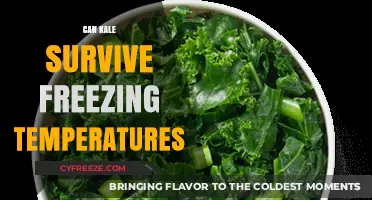 Kale's Cold Resilience: Surviving Freezing Temperatures in Your Garden