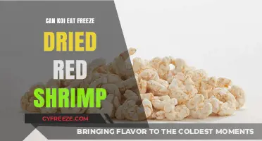 Feeding Koi: The Surprising Truth About Freeze-Dried Red Shrimp