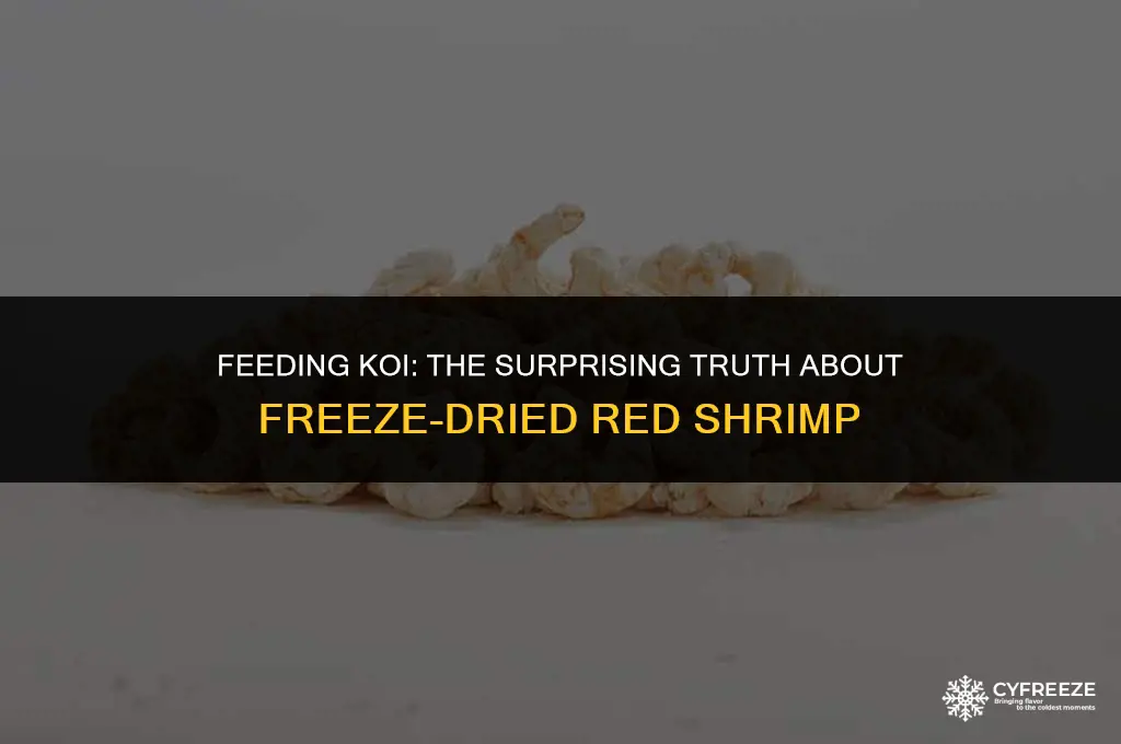 can koi eat freeze dried red shrimp