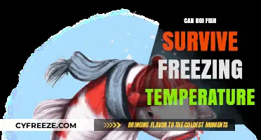 Koi Fish Survival Guide: Can They Endure Freezing Winter Temperatures?