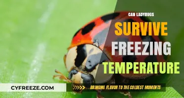 How Ladybugs Survive Winter: Freezing Temperatures and Survival Strategies
