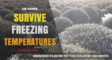 Can Lavender Survive Freezing Temperatures? Winter Care Tips Revealed