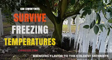 Can Lemon Trees Survive Freezing Temperatures? Essential Winter Care Tips