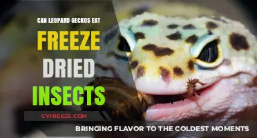 Exploring Leopard Gecko Diets: The Freeze-Dried Insect Option
