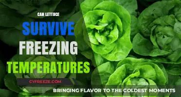 Can Lettuce Survive Freezing Temperatures? Tips for Winter Gardening