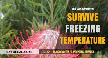 Leucospermum and Frost: Can These Vibrant Blooms Tolerate Freezing Temperatures?