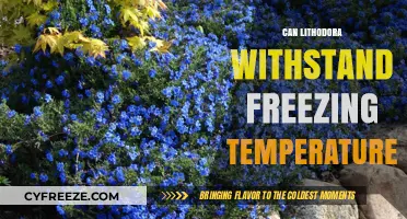 Lithodora's Frost Tolerance: Surviving Freezing Temperatures in Your Garden
