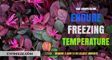 Can Loropetalum Survive Frost? Freezing Temperature Tolerance Explained