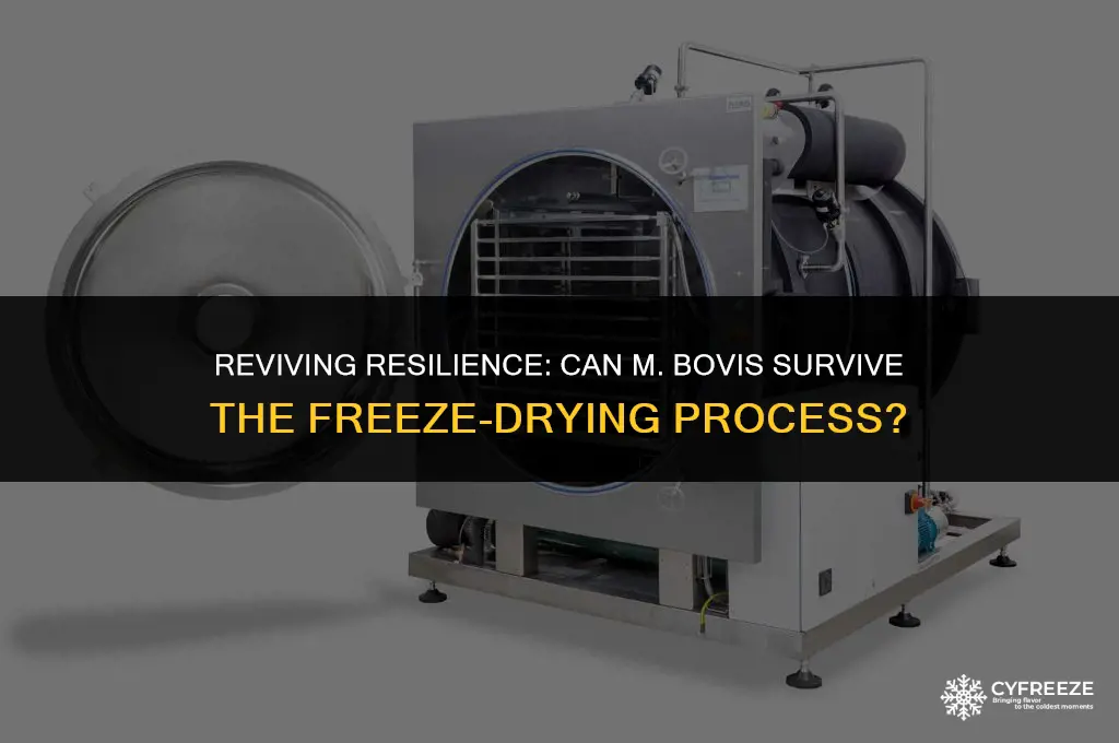 can m bovis survive freeze dried