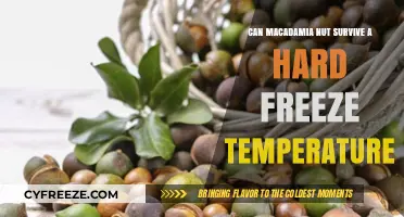 Macadamia Nut Survival: Can They Withstand Hard Freeze Temperatures?