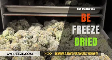 Exploring the Effects of Freeze-Drying on Marijuana Quality and Potency