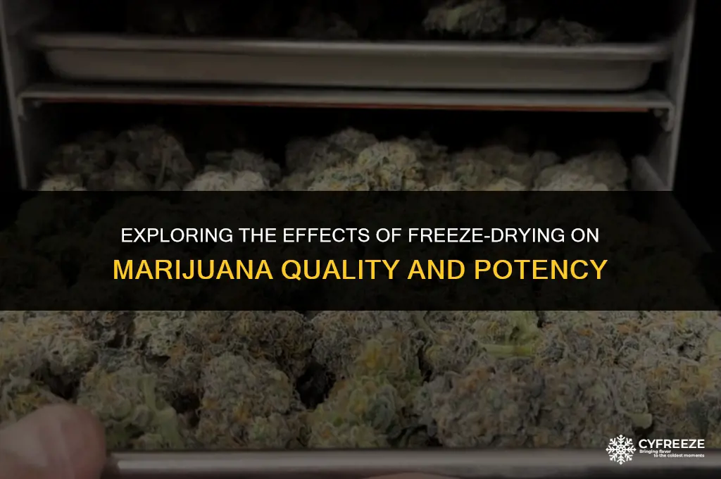 can marijuana be freeze dried