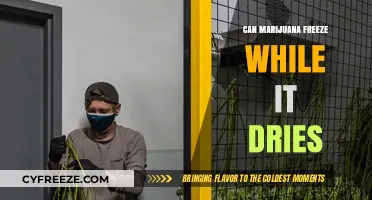 Exploring the Effects of Freezing on Marijuana During the Drying Process