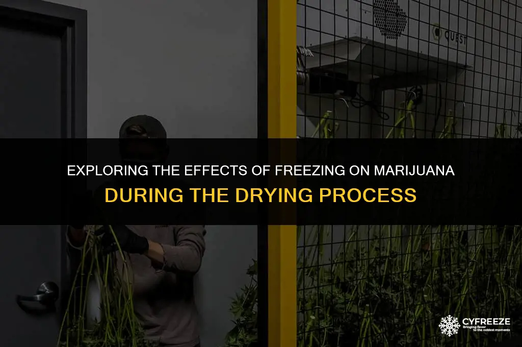 can marijuana freeze while it dries