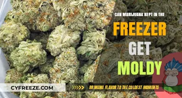 Can Frozen Marijuana Grow Mold? Storage Tips and Risks