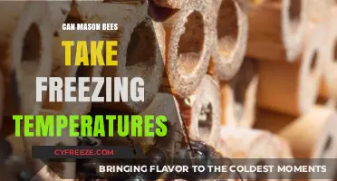 Can Mason Bees Survive Freezing Temperatures? Discover Their Winter Resilience