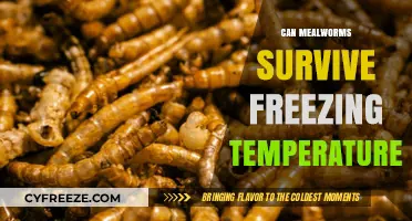 Can Mealworms Survive Freezing Temperatures? Uncovering Their Cold Tolerance