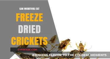 Crunchy Delights: Exploring Freeze-Dried Crickets for Monitors