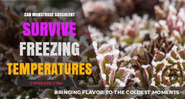 Can Monstrose Succulents Survive Freezing Temperatures? Expert Tips and Insights