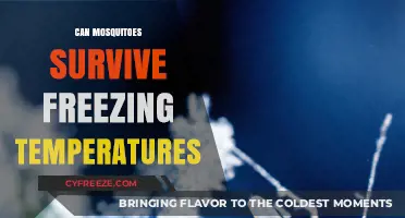 Mosquitoes in Winter: How Do They Survive Freezing Temperatures?