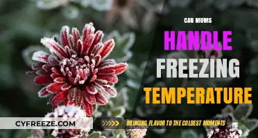 Mums in the Cold: Surviving and Thriving in Freezing Temperatures