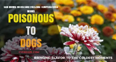 Mums in Frost: Cold Tolerance and Dog Safety Explained