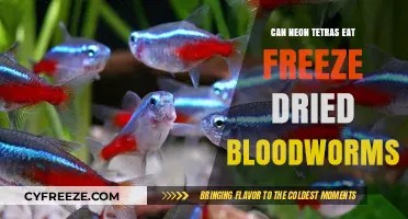 Feeding Freeze-Dried Bloodworms to Neon Tetras: A Complete Guide