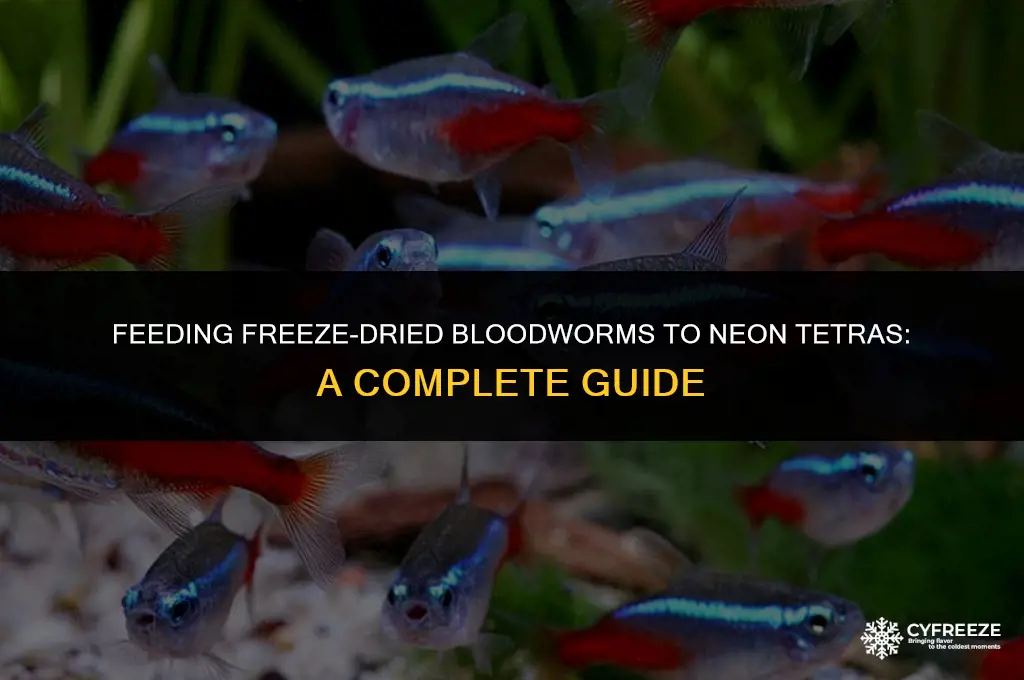 can neon tetras eat freeze dried bloodworms