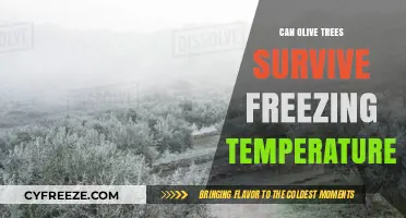 Olive Trees and Frost: Can They Survive Freezing Temperatures?