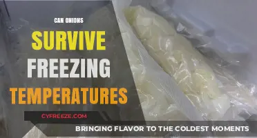 Can Onions Survive Freezing Temperatures? A Winter Gardening Guide