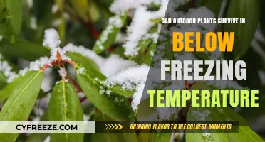 Surviving Winter: Can Outdoor Plants Endure Below-Freezing Temperatures?