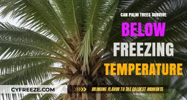 Can Palm Trees Survive Below Freezing Temperatures? The Cold Truth