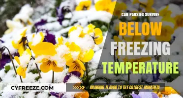 Can Pansies Survive Below Freezing Temperatures? Winter Care Tips