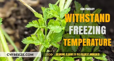 Can Parsley Survive Frost? Freezing Temperature Tolerance Explained