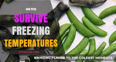 Can Peas Survive Freezing Temperatures? A Winter Gardening Guide