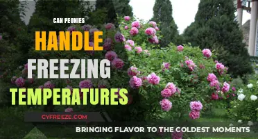 Can Peonies Survive Frost? Freezing Temperature Tolerance Explained