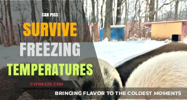 Can Pigs Survive Freezing Temperatures? Essential Winter Care Tips