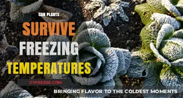 Surviving the Freeze: How Plants Endure Subzero Temperatures