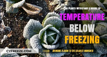 Can Plants Survive Two Hours of Sub-Freezing Temperatures?