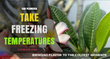 Can Plumeria Survive Frost? Freezing Temperature Tolerance Explained