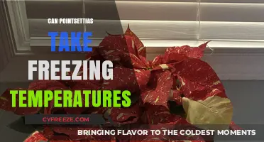 Can Poinsettias Survive Freezing Temps? Winter Care Tips Revealed