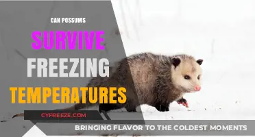 Possums in the Cold: Surviving Freezing Temperatures in Winter