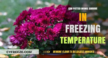Can Potted Mums Survive Freezing Temps? Winter Care Tips