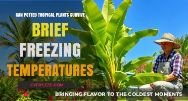Can Tropical Plants in Pots Survive Brief Freezing Temperatures?