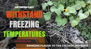 Can Pumpkin Plants Survive Frost? Freezing Temperature Tolerance Explained