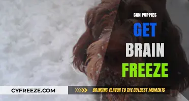 Can Puppies Get Brain Freeze? Exploring the Science Behind It